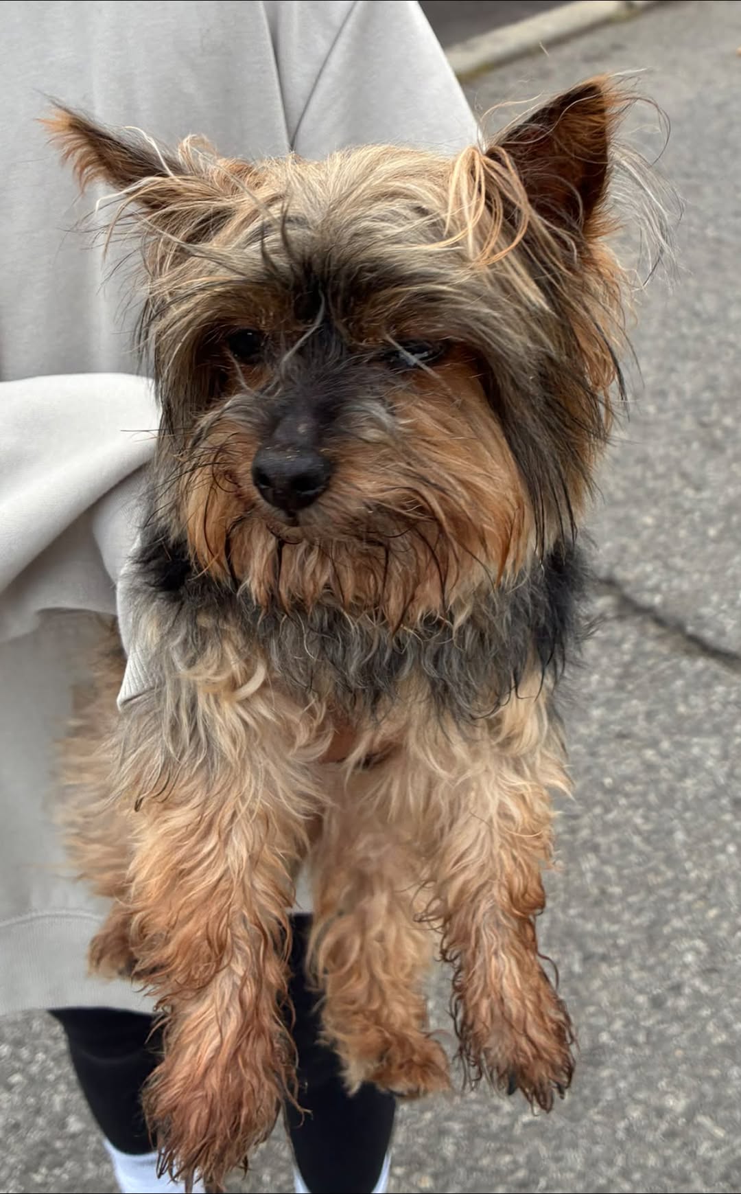Found dog