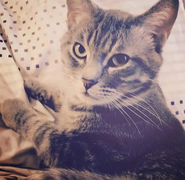 Lost cat