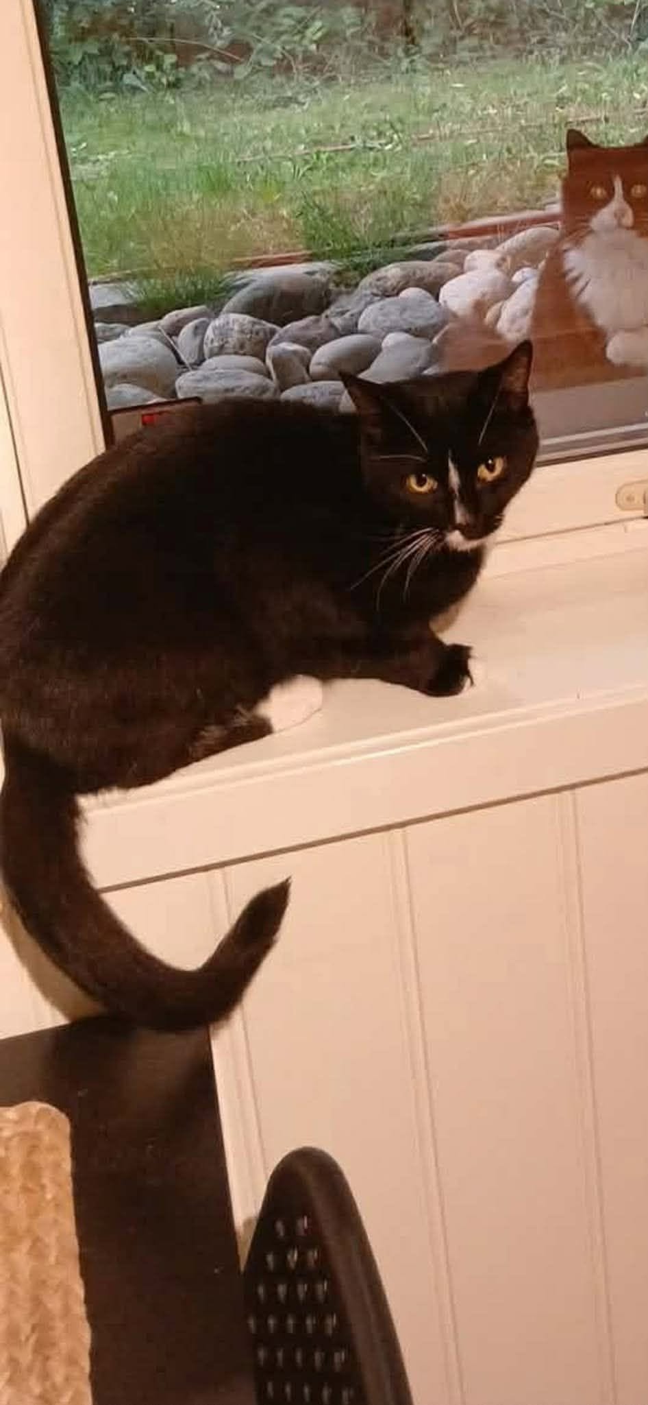 Lost Cat in Moss