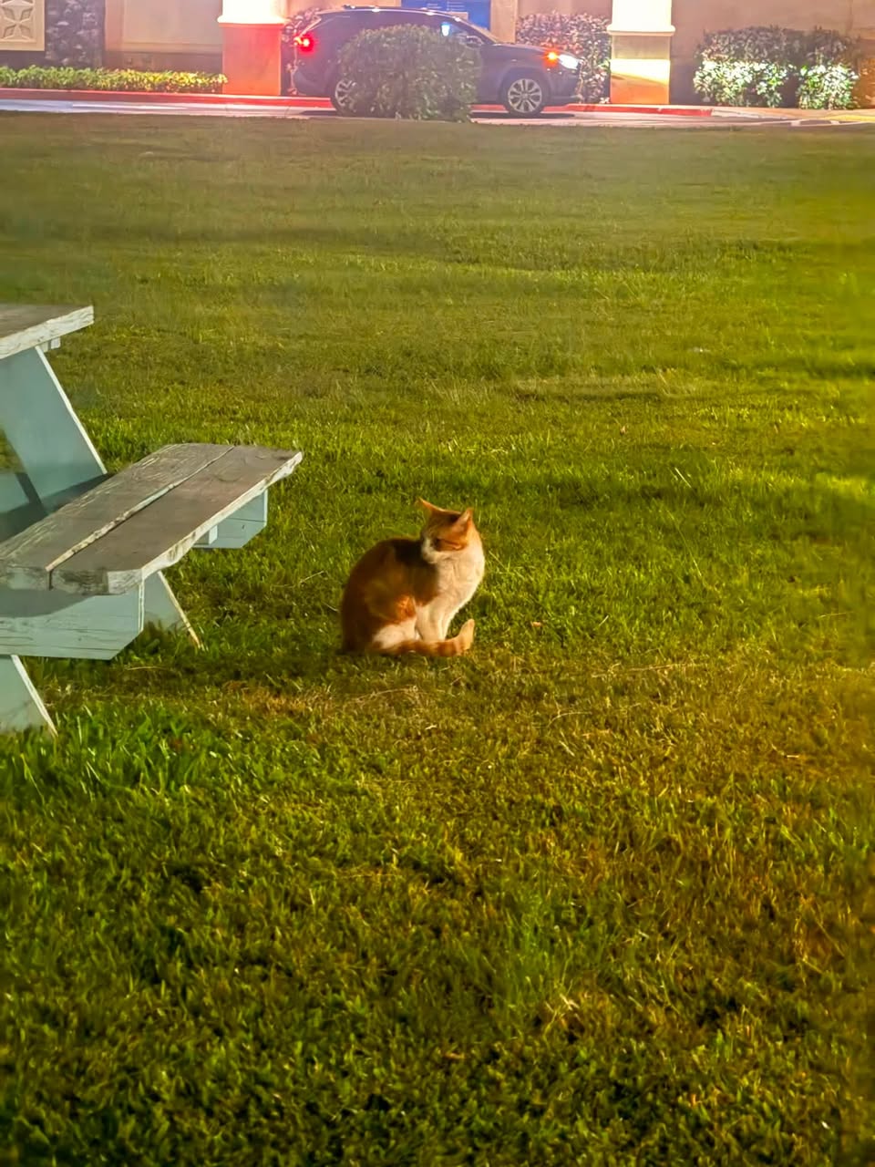 Found cat