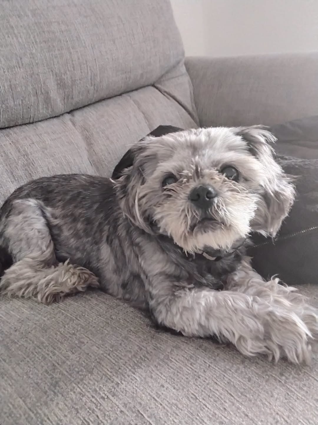 Found dog