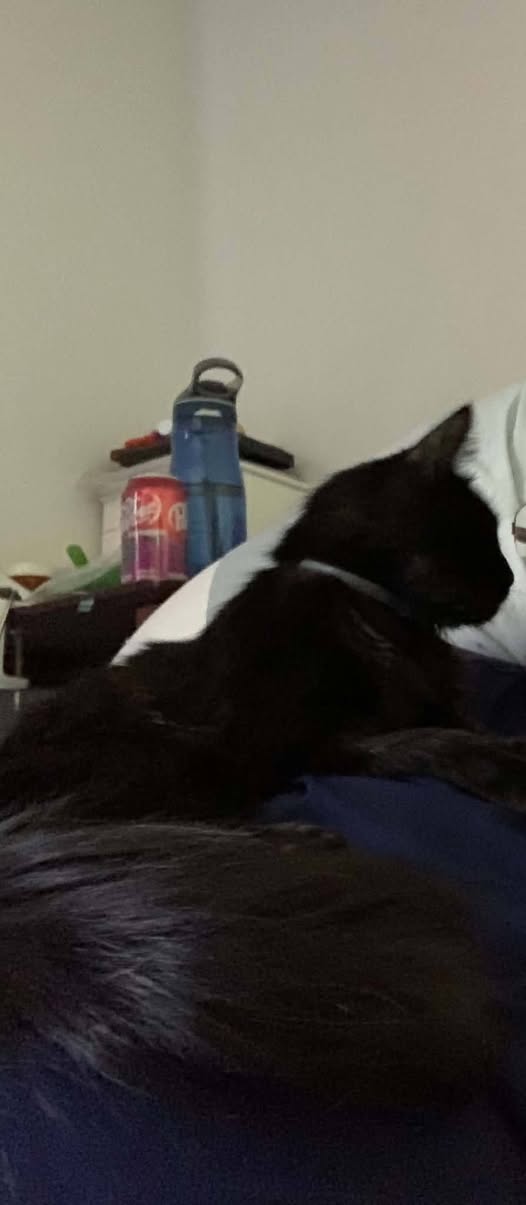 Lost Cat in Topeka