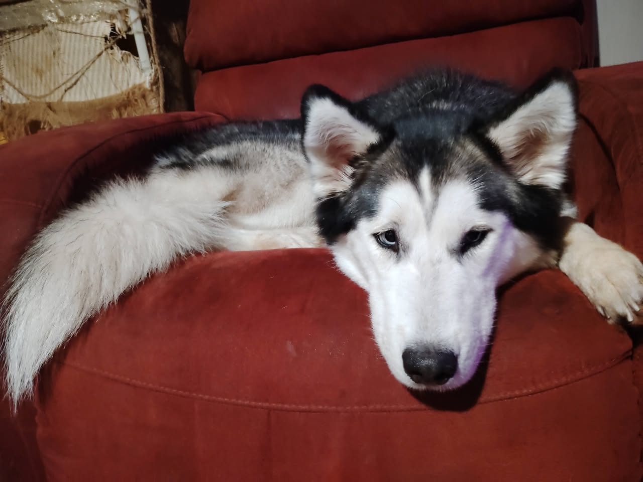 Lost Dog in Topeka