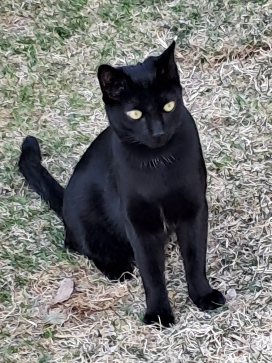 Lost Cat in Ulten