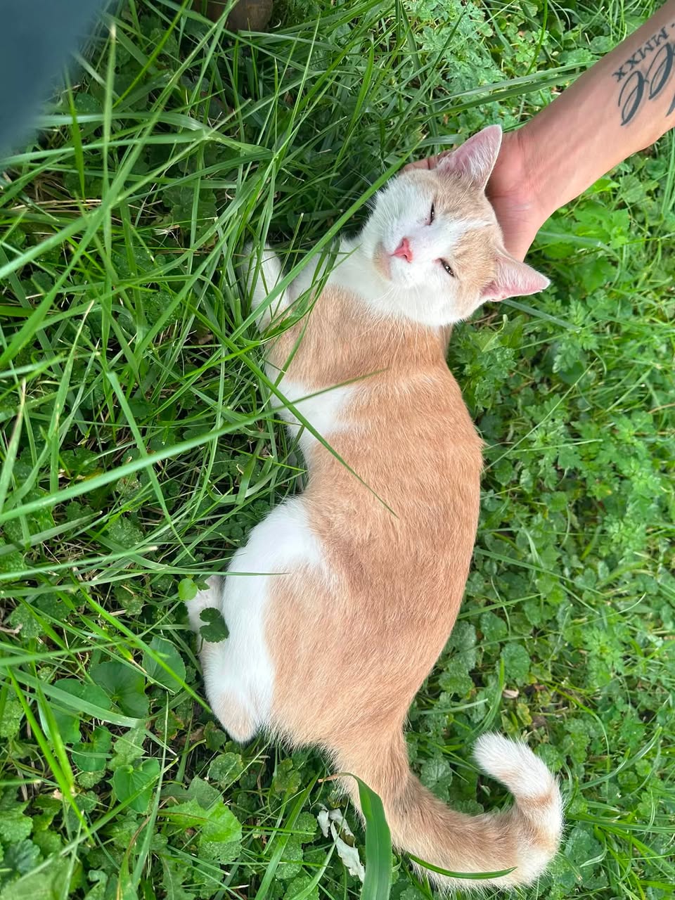 Found cat