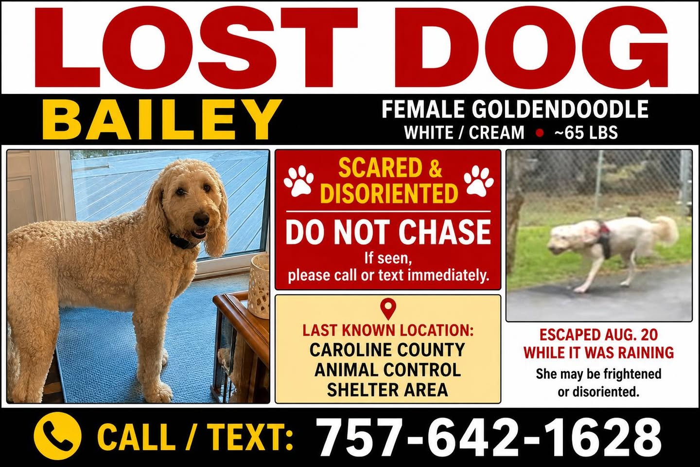 Lost Dog in Caroline County