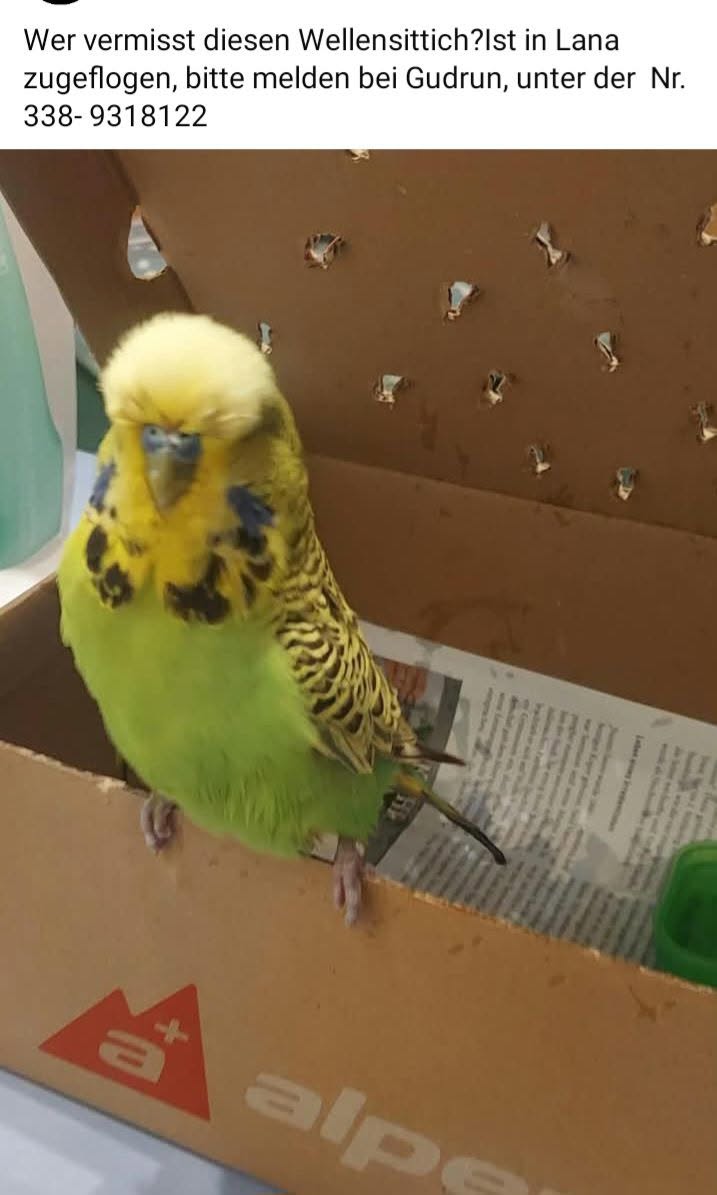 Found Budgie in Lana