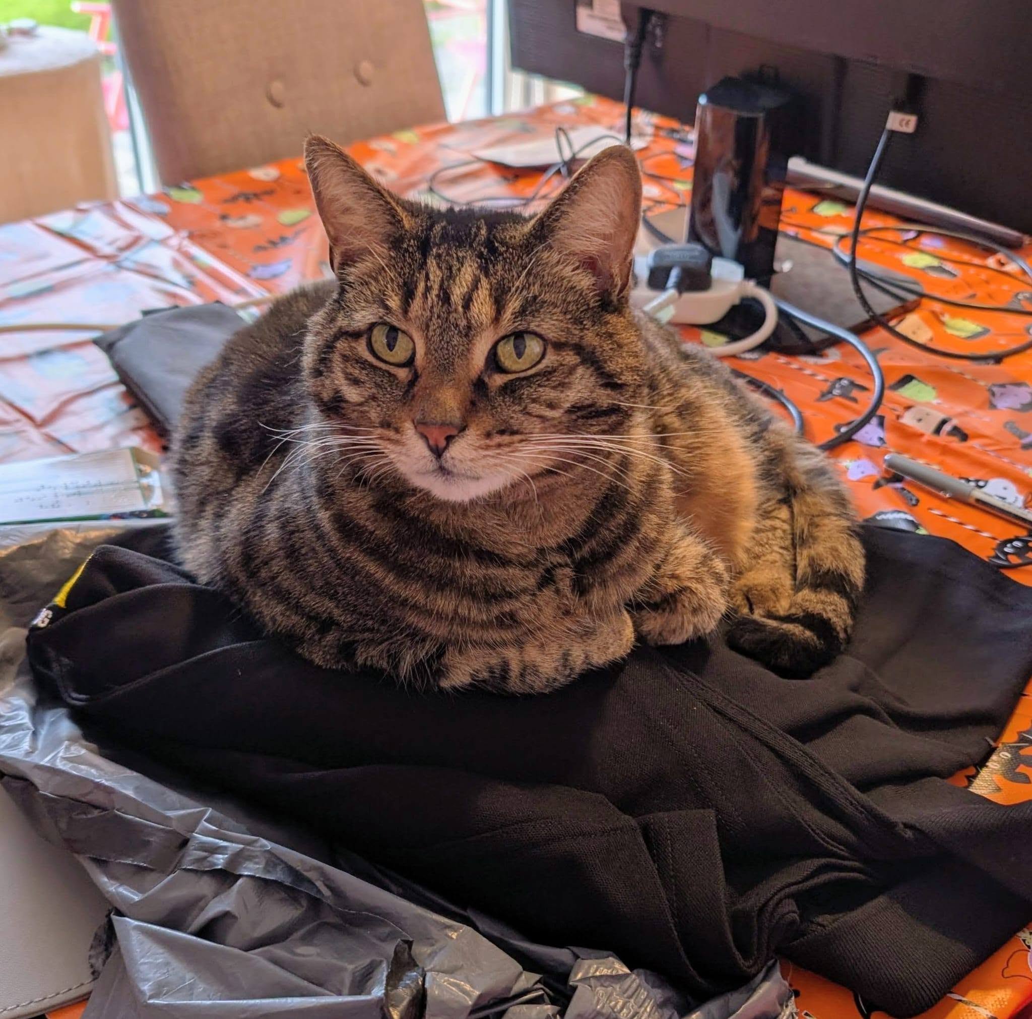 Lost cat