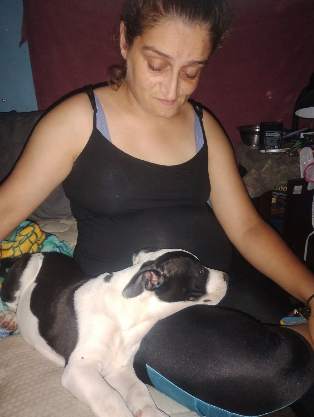Lost dog
