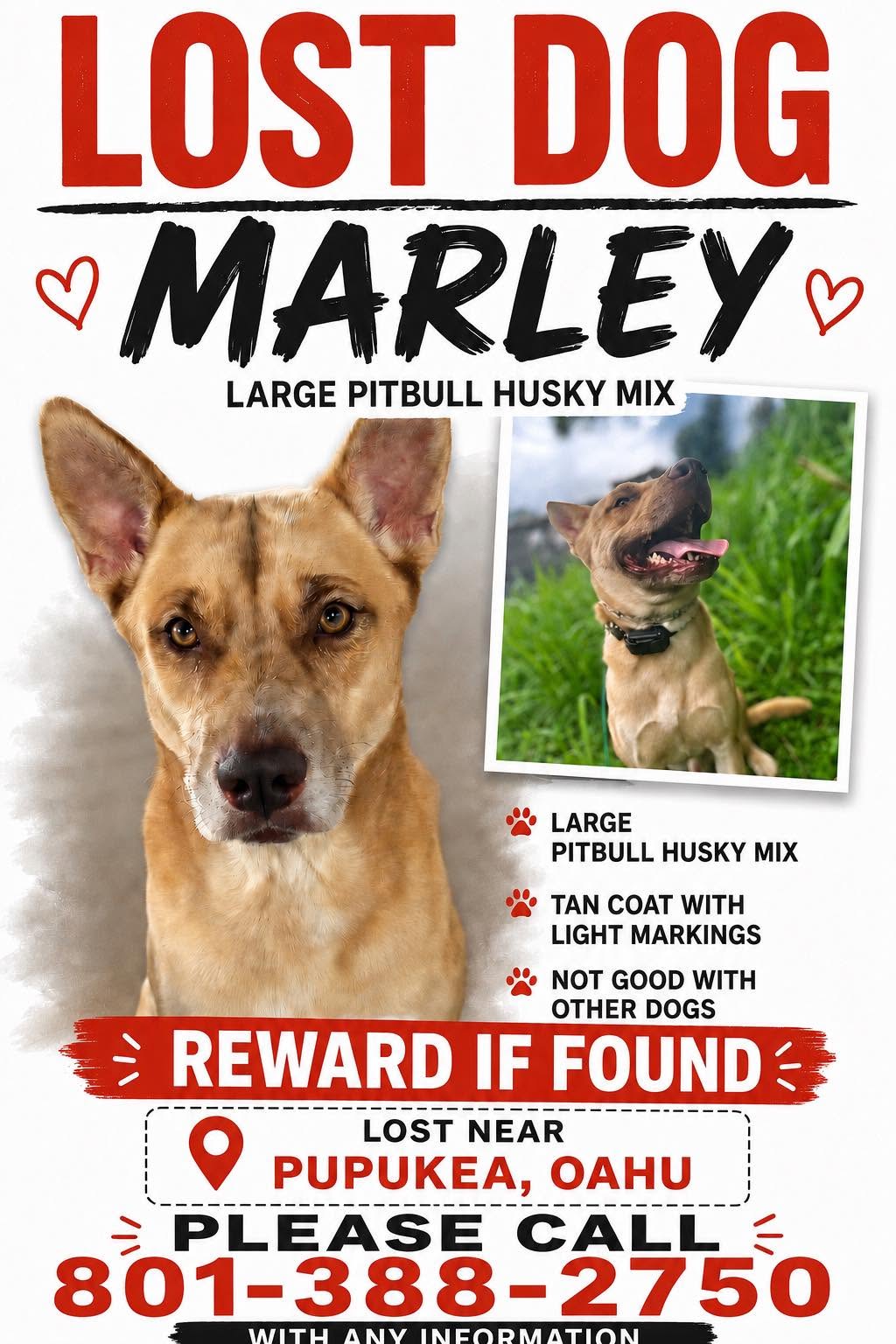Lost Dog in Oahu