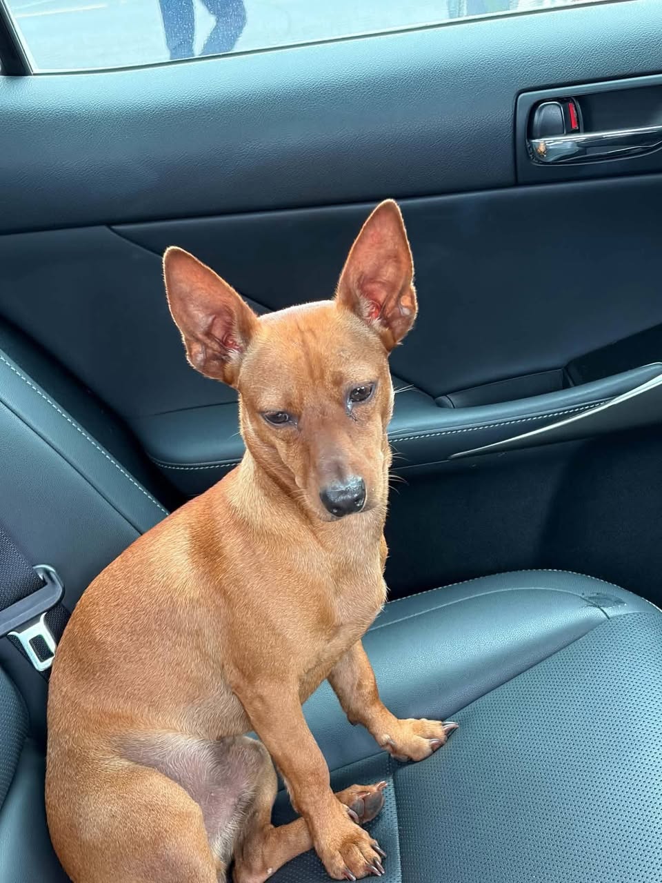 Found dog