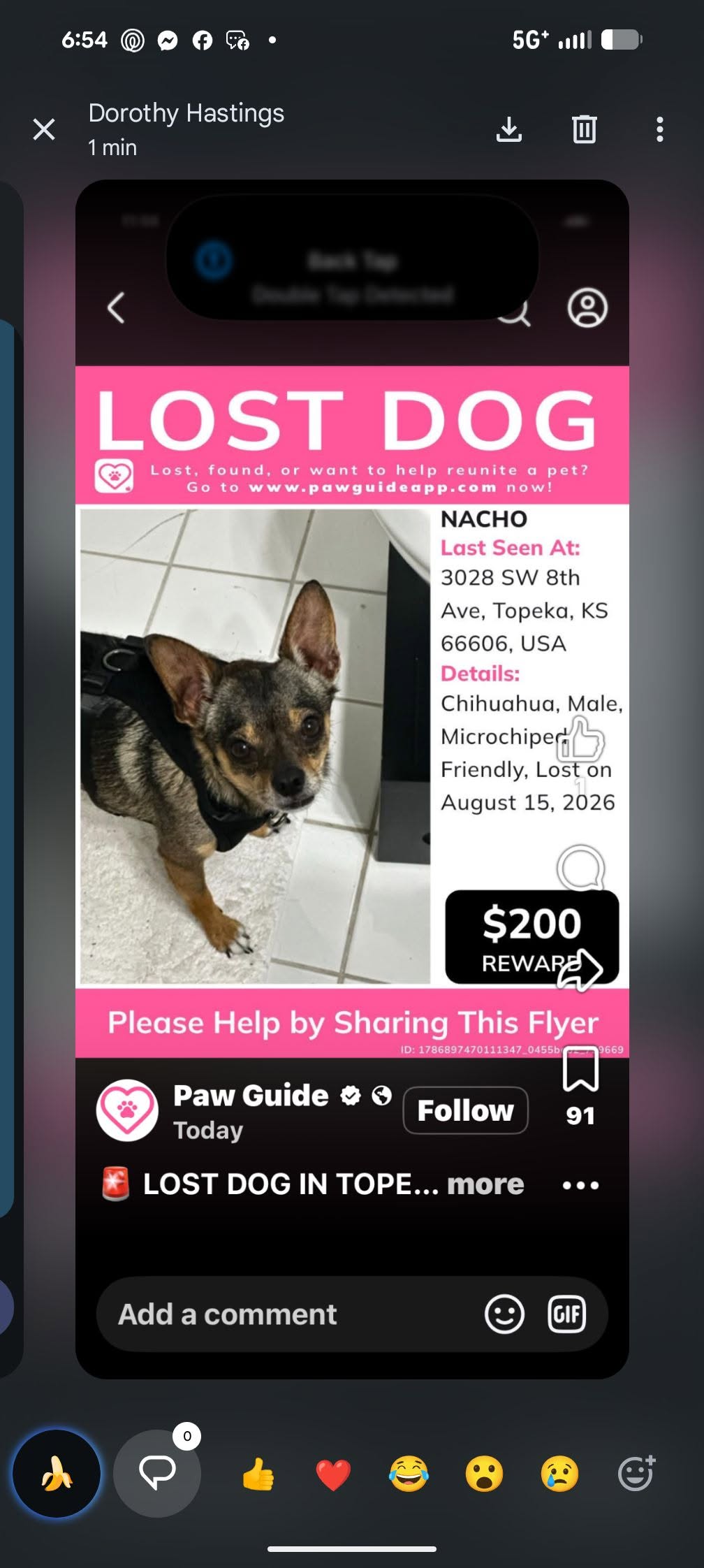 Lost dog