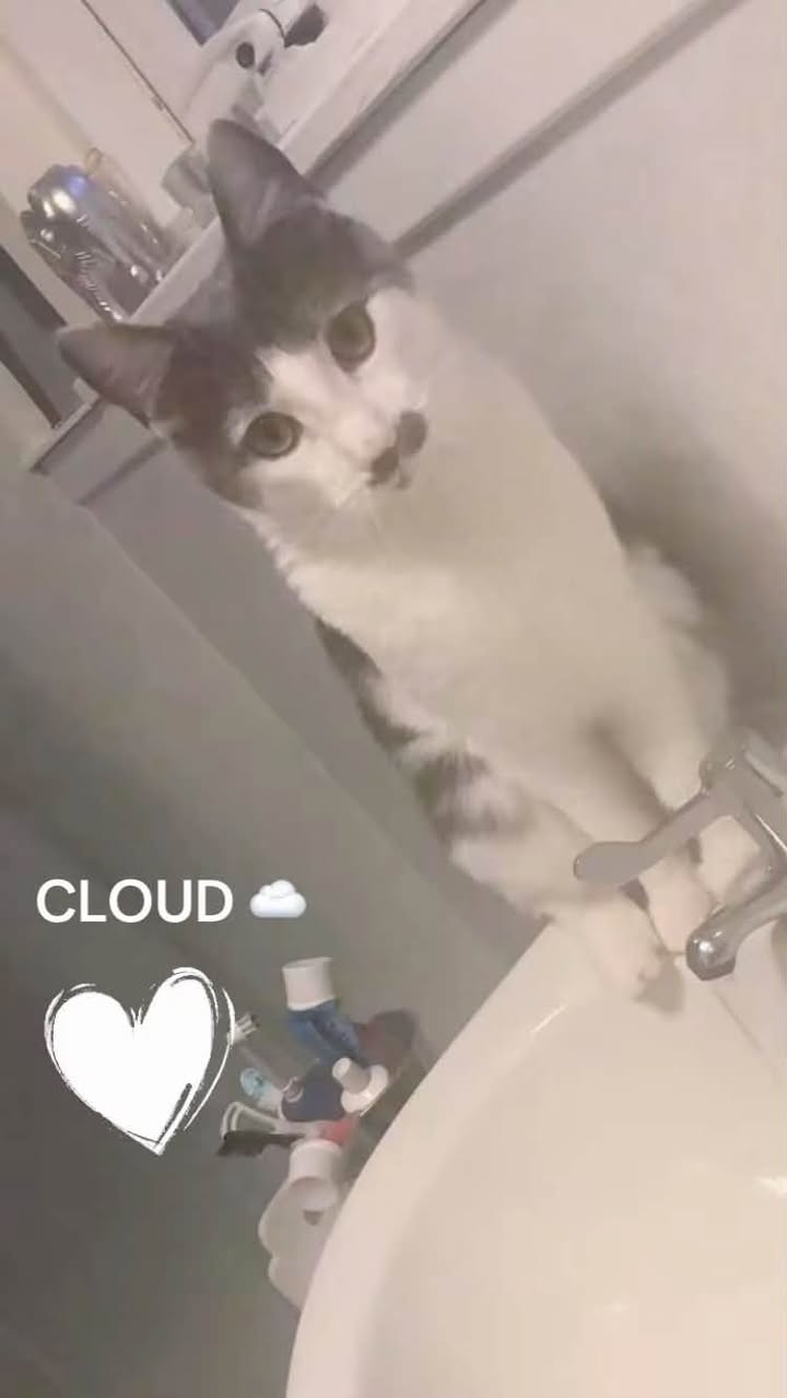 Lost cat
