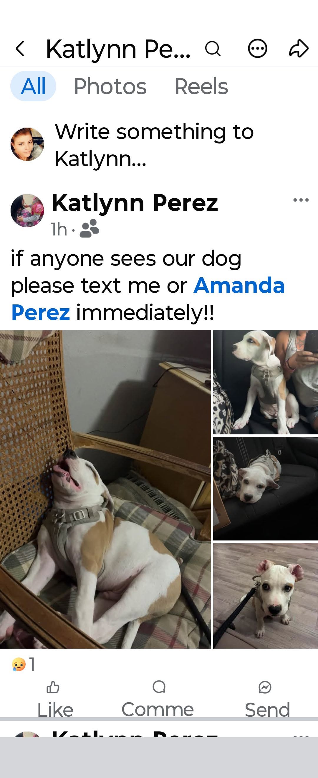 Lost dog