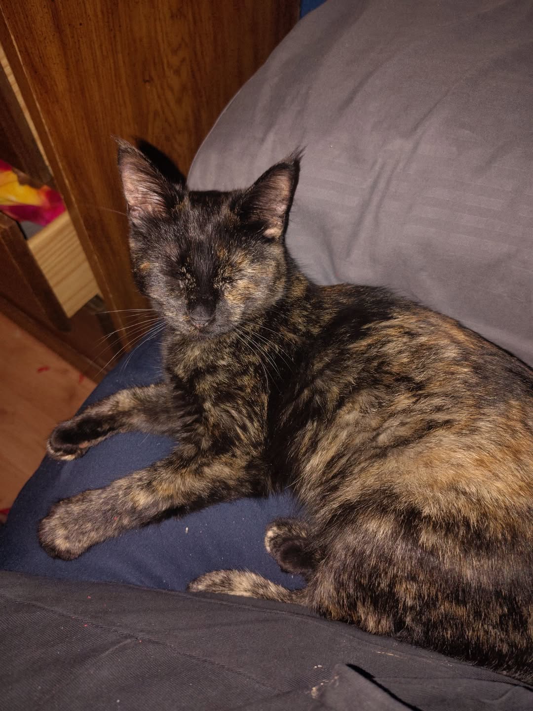 Lost Cat in Topeka