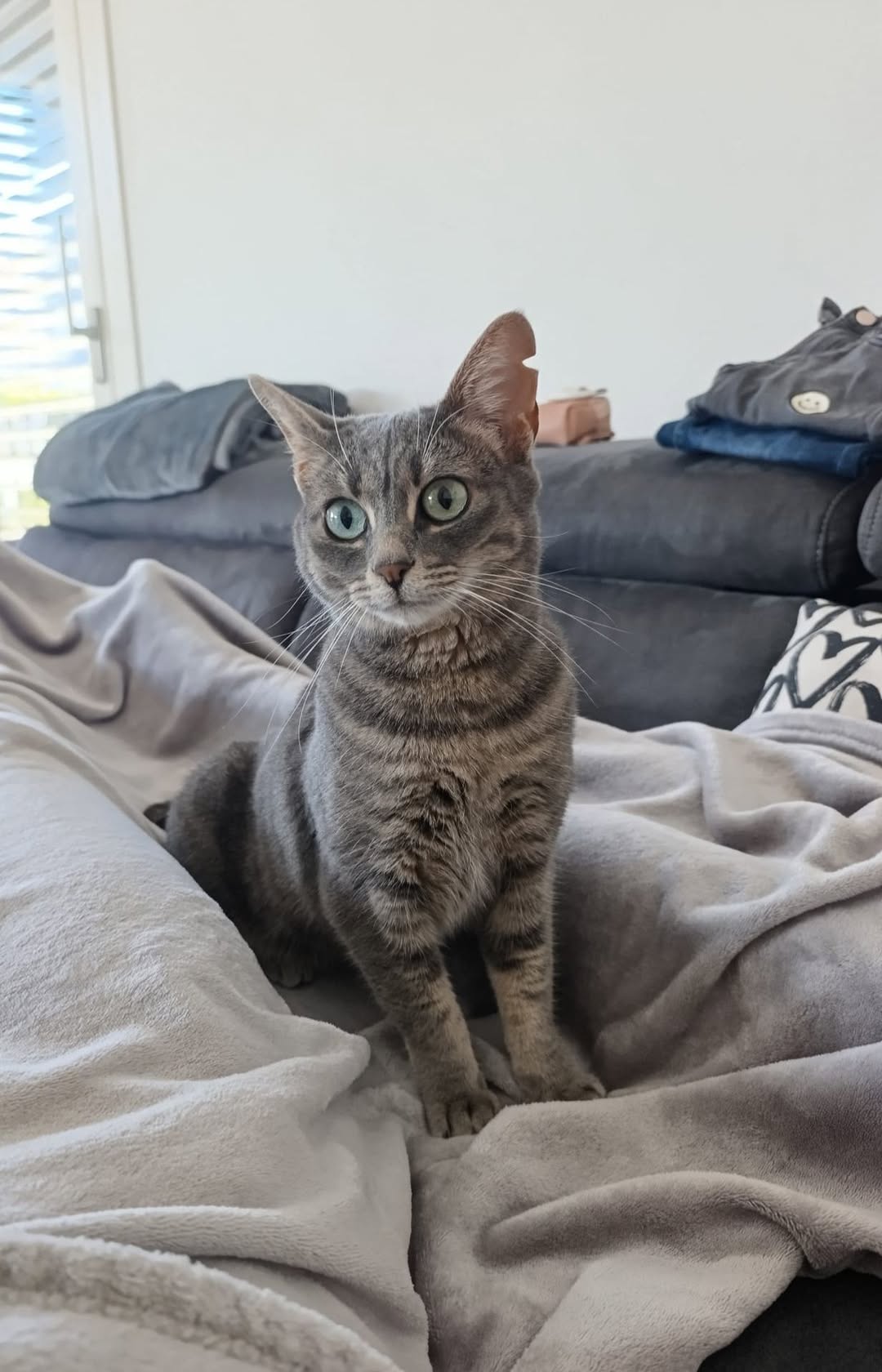 Lost Cat in Kaltern