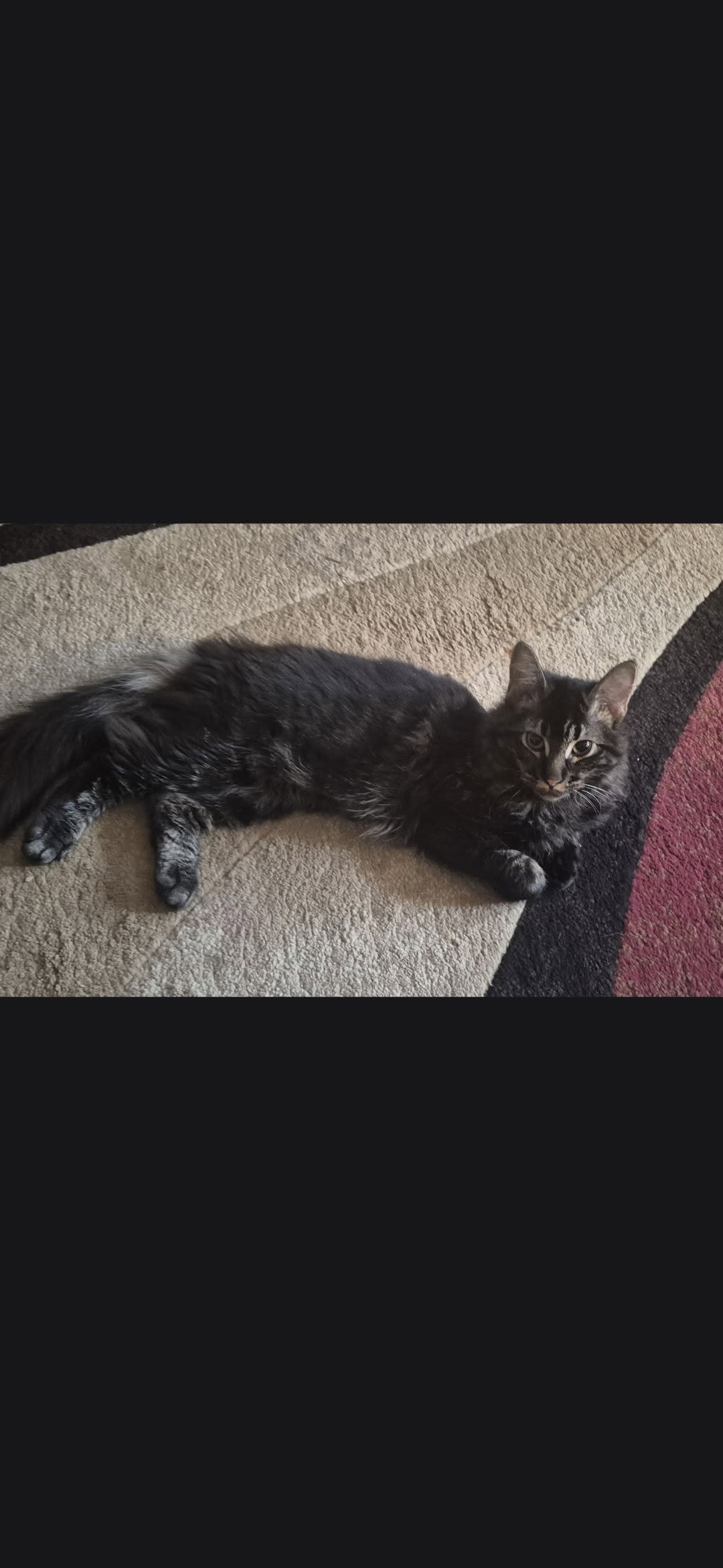 Lost Cat in Topeka