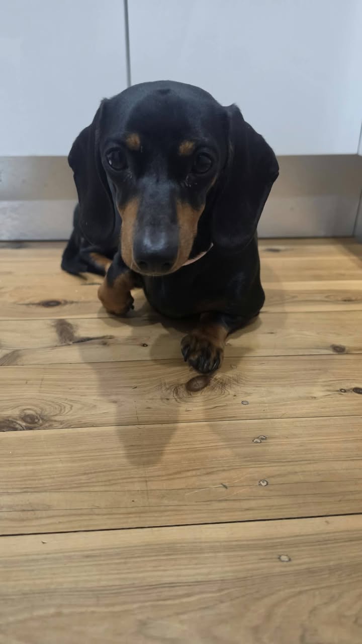 Found dog