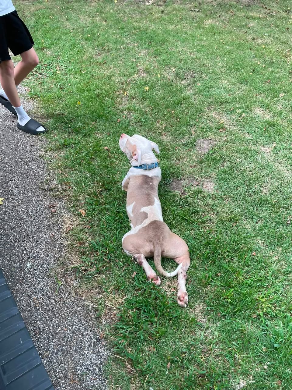 Found dog