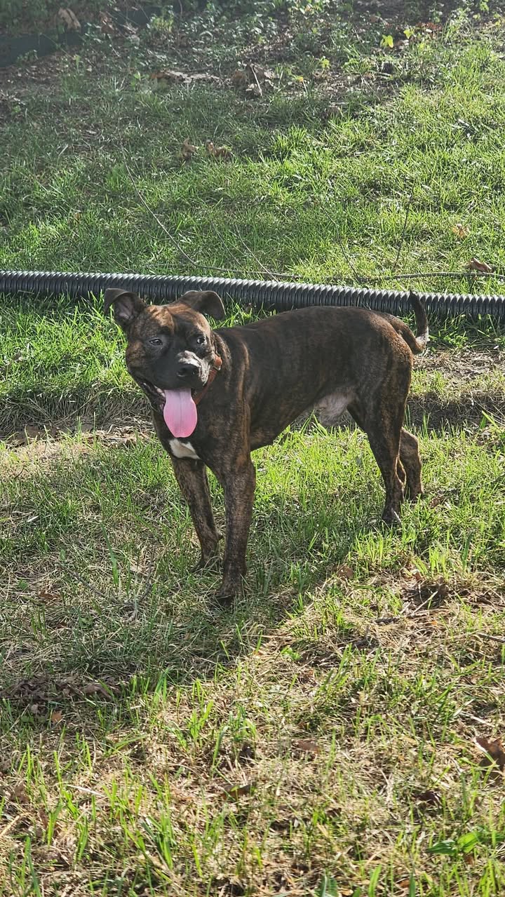Found dog