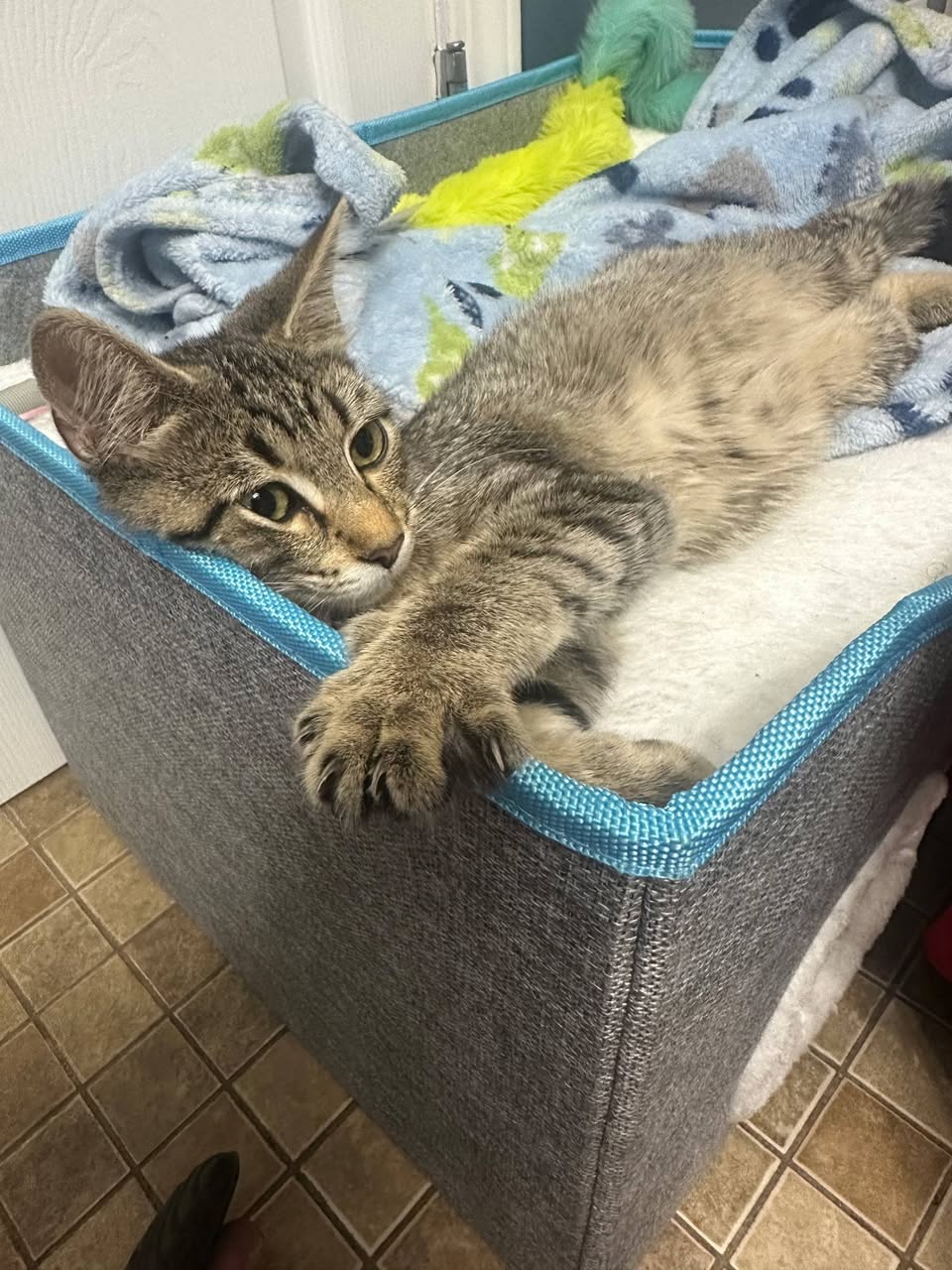 Found cat