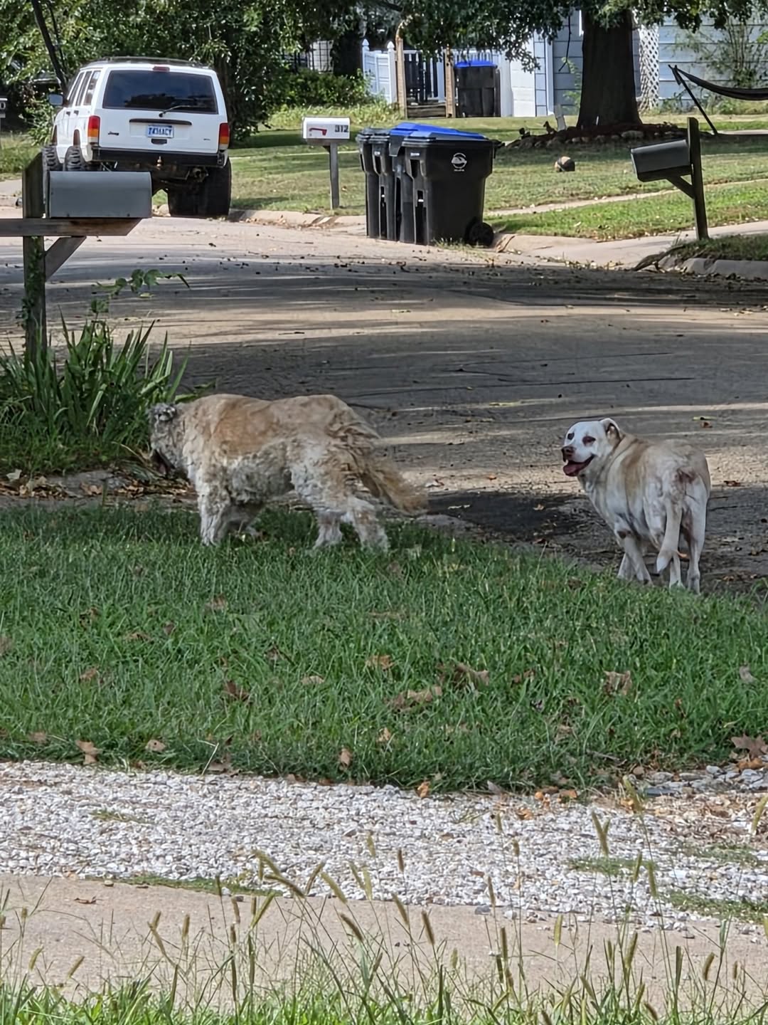 Found dog