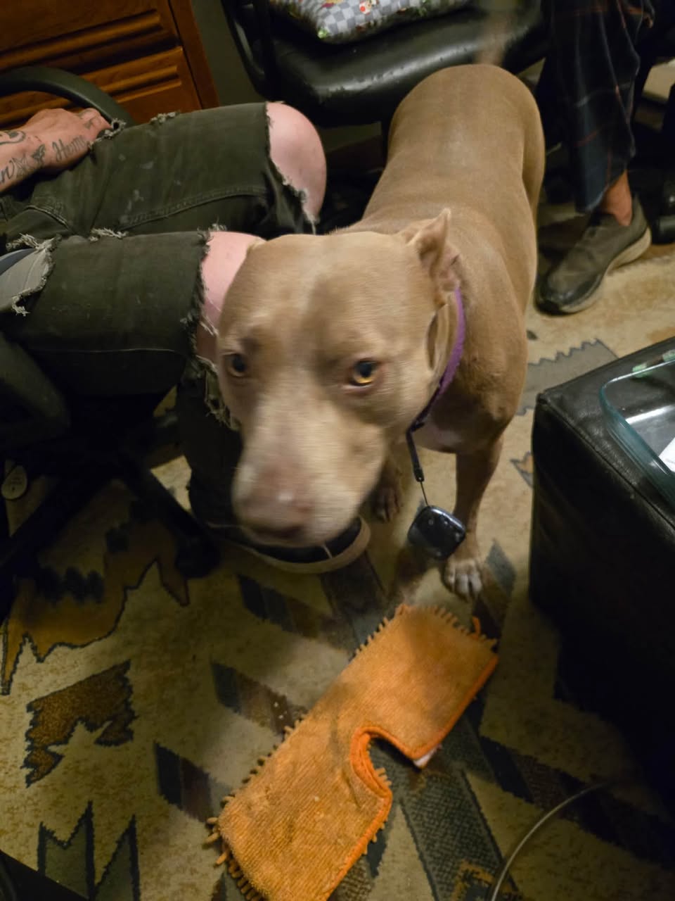 Lost Dog in Topeka
