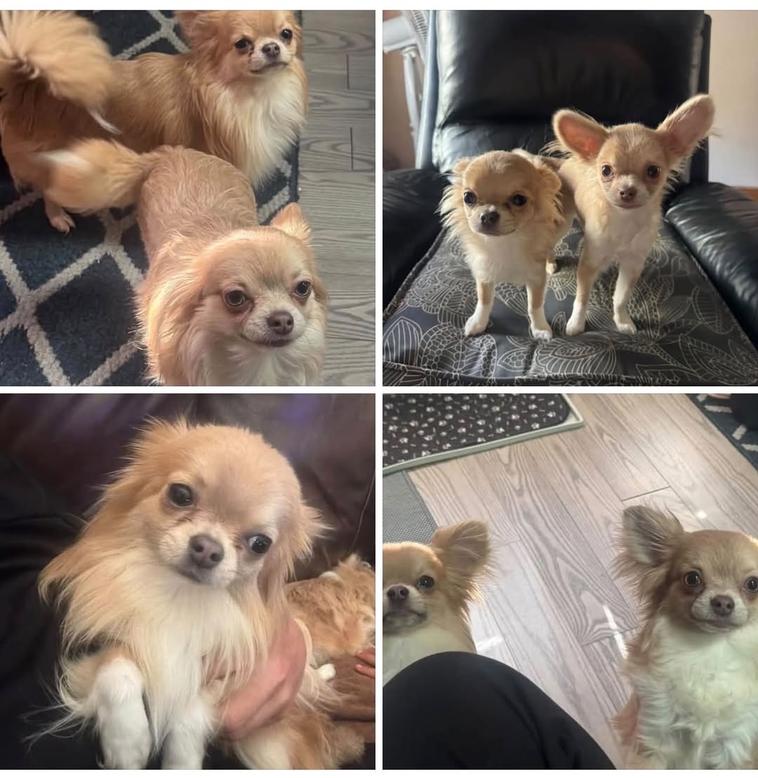 Lost dog