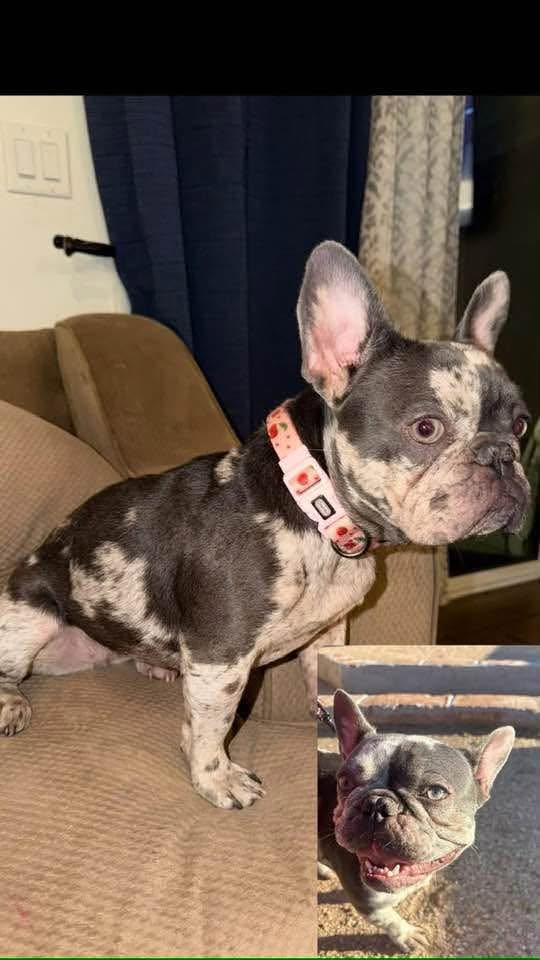 Lost Dog in Tucson