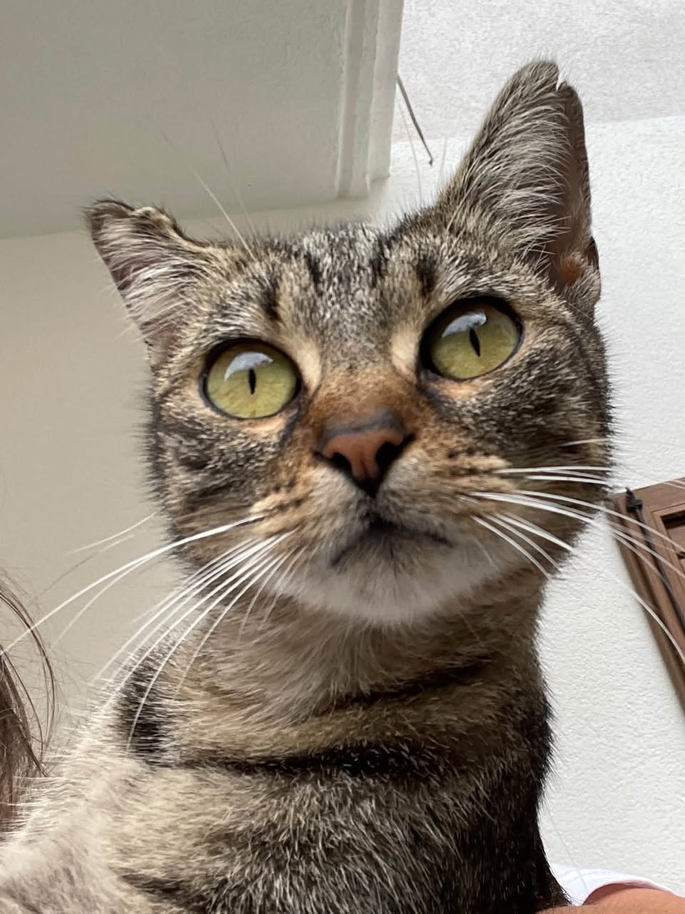 Found Cat in Kaltern