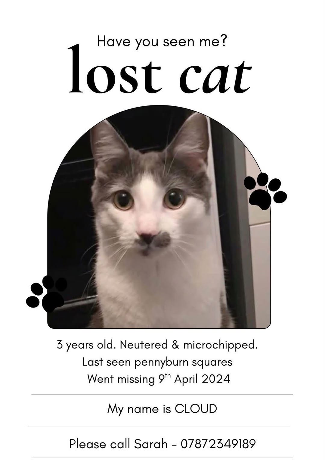 Lost Cat in Glasgow