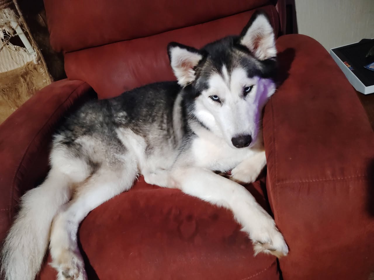 Lost Dog in Topeka
