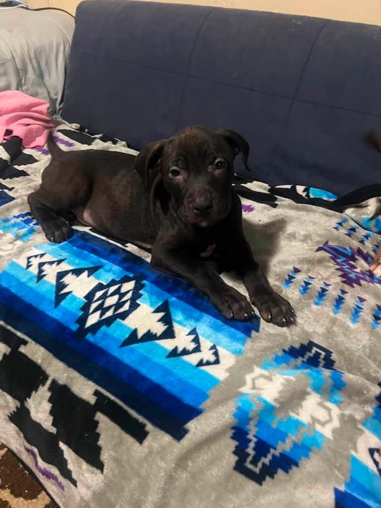 Lost Dog in Topeka