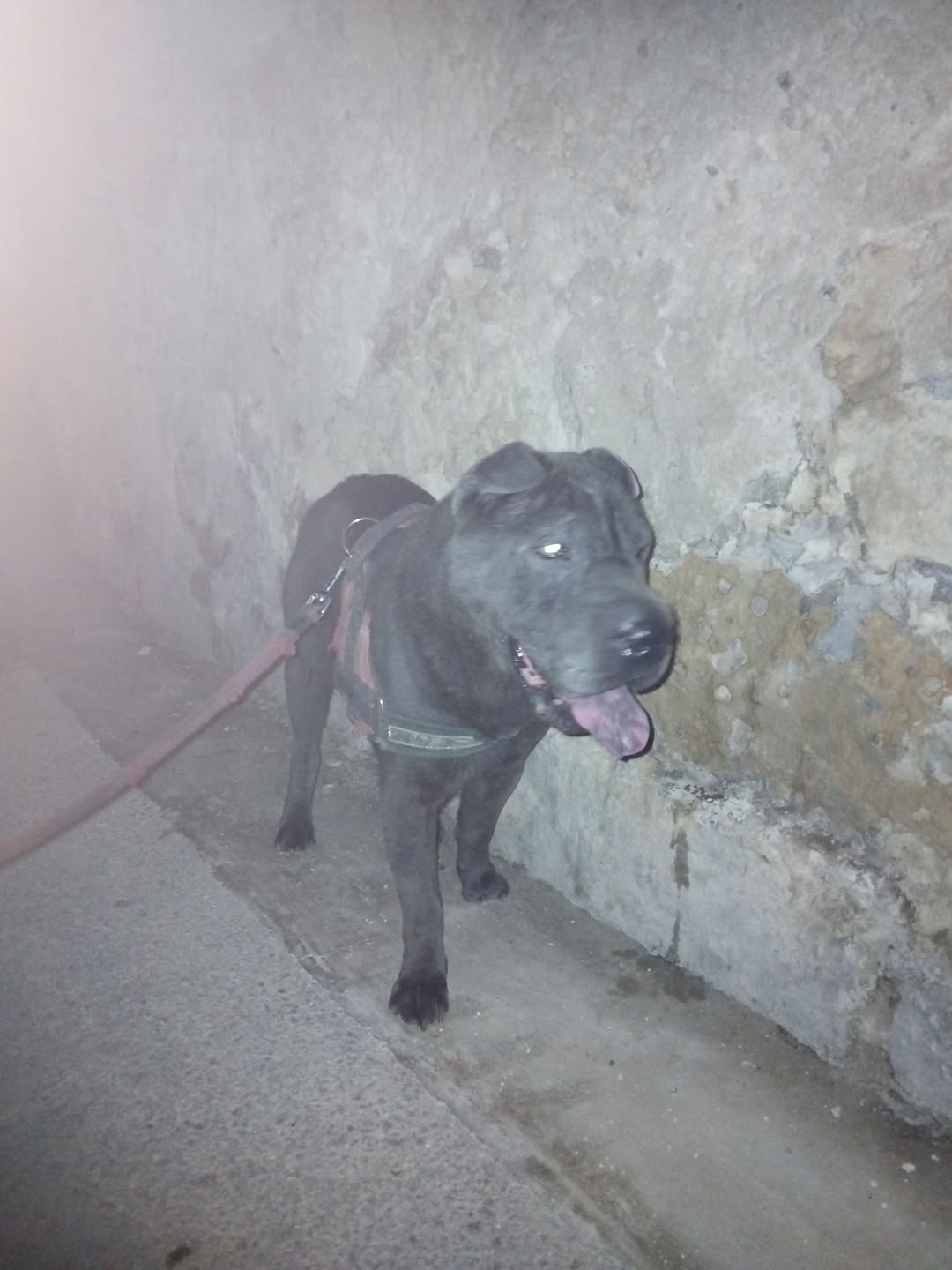 Found Dog in Luqa Briffa