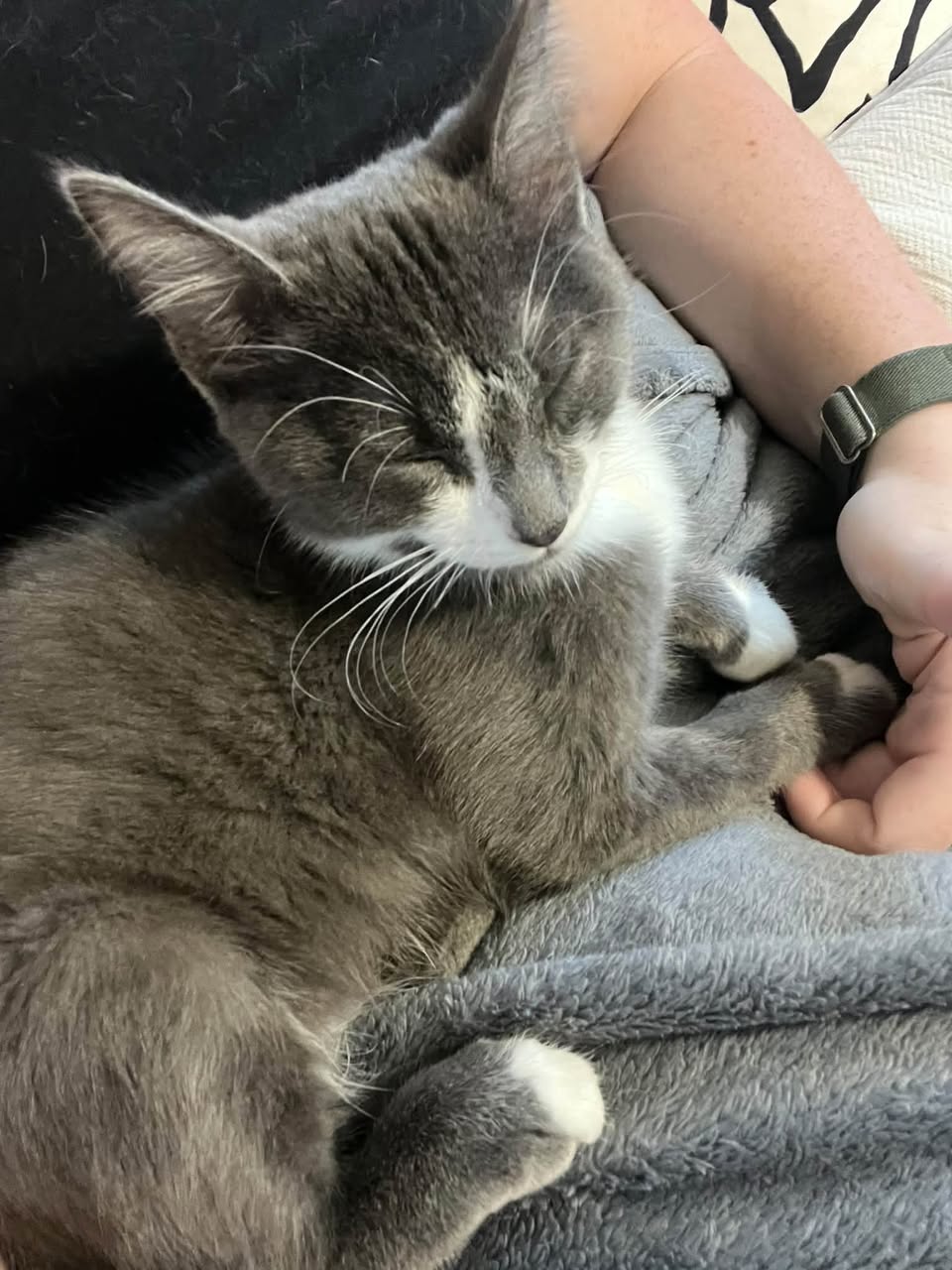 Found cat