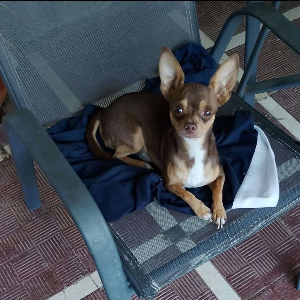 Lost Dog in Spain