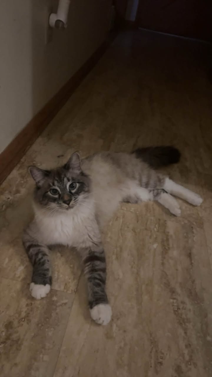 Lost Cat in Topeka