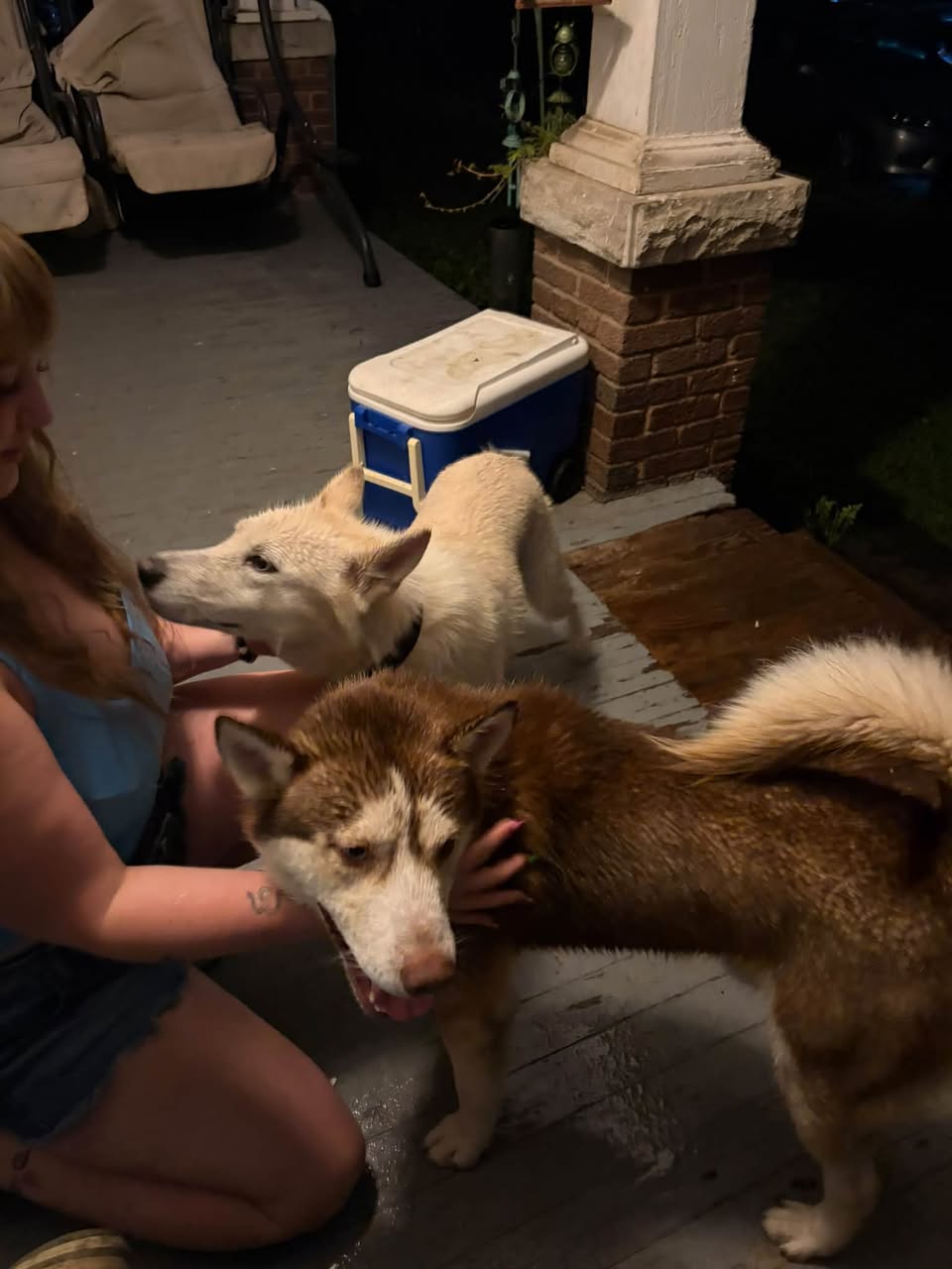 Found dog