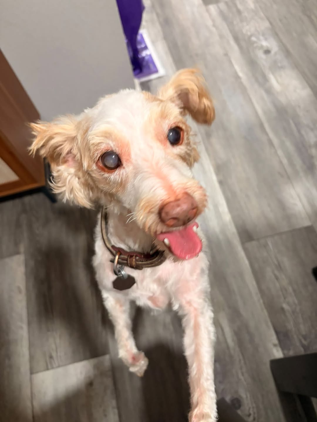 Found dog