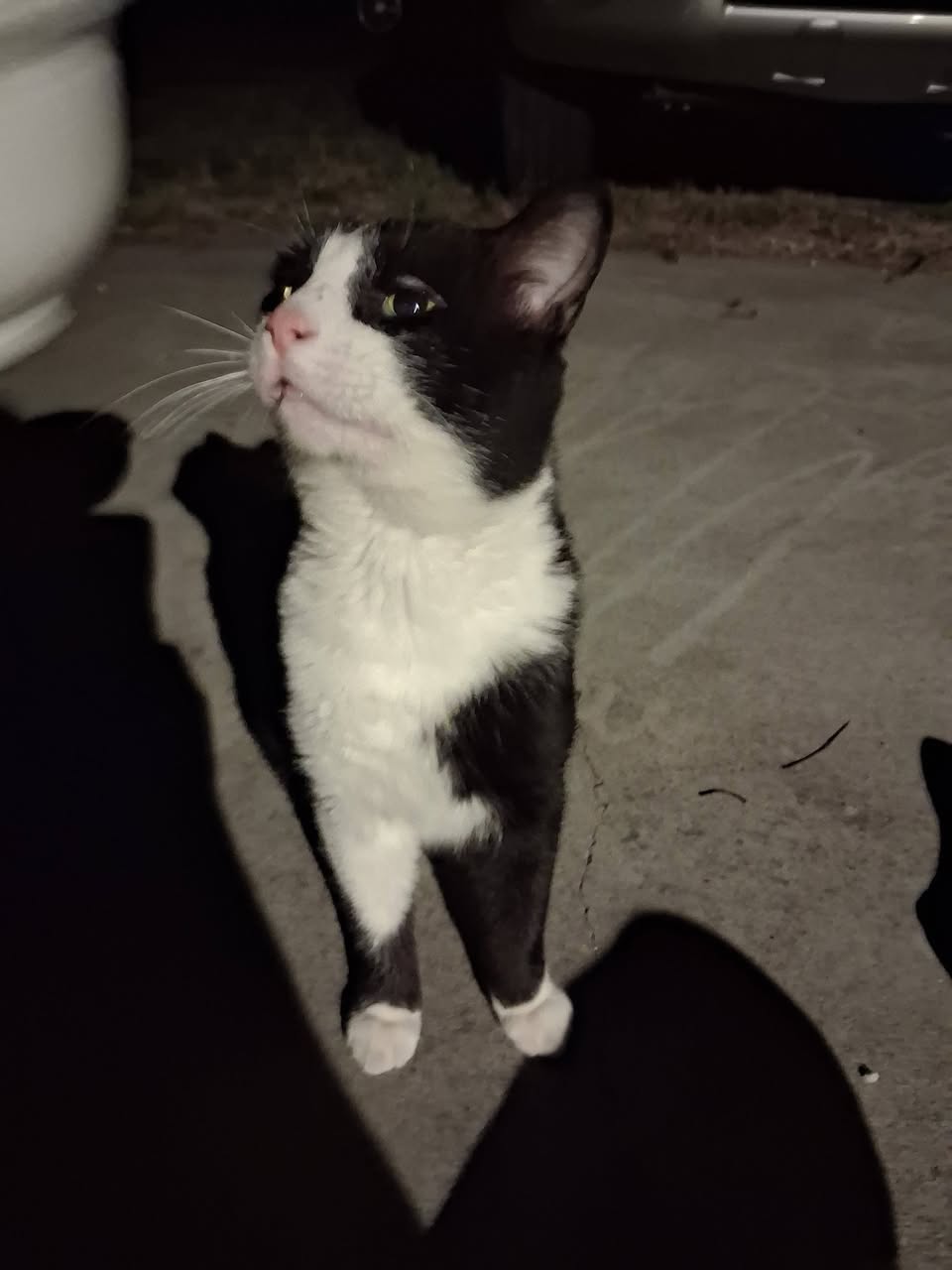 Found cat