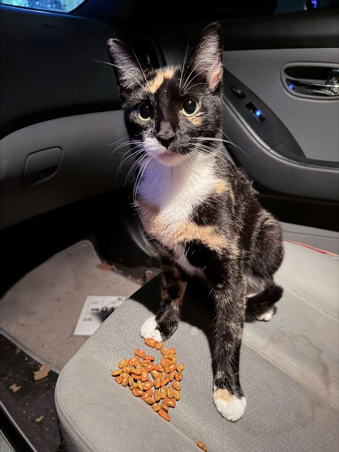 Found cat