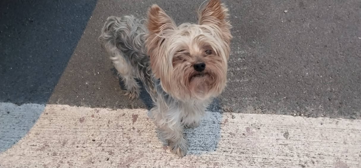 Found dog