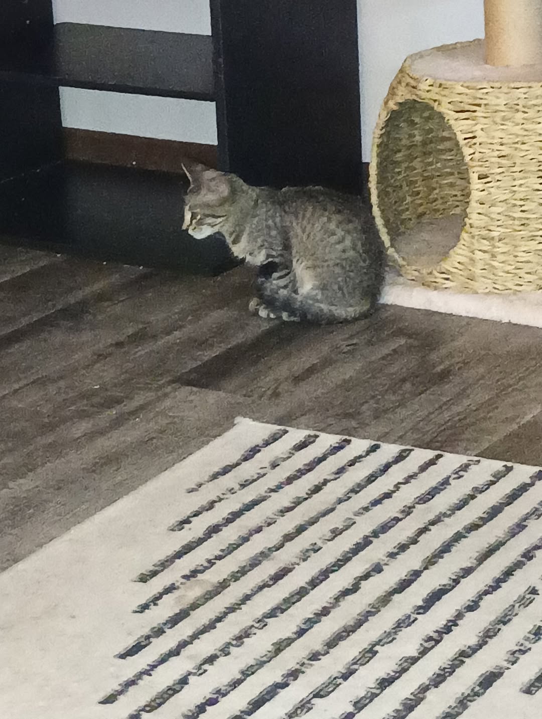 Found cat