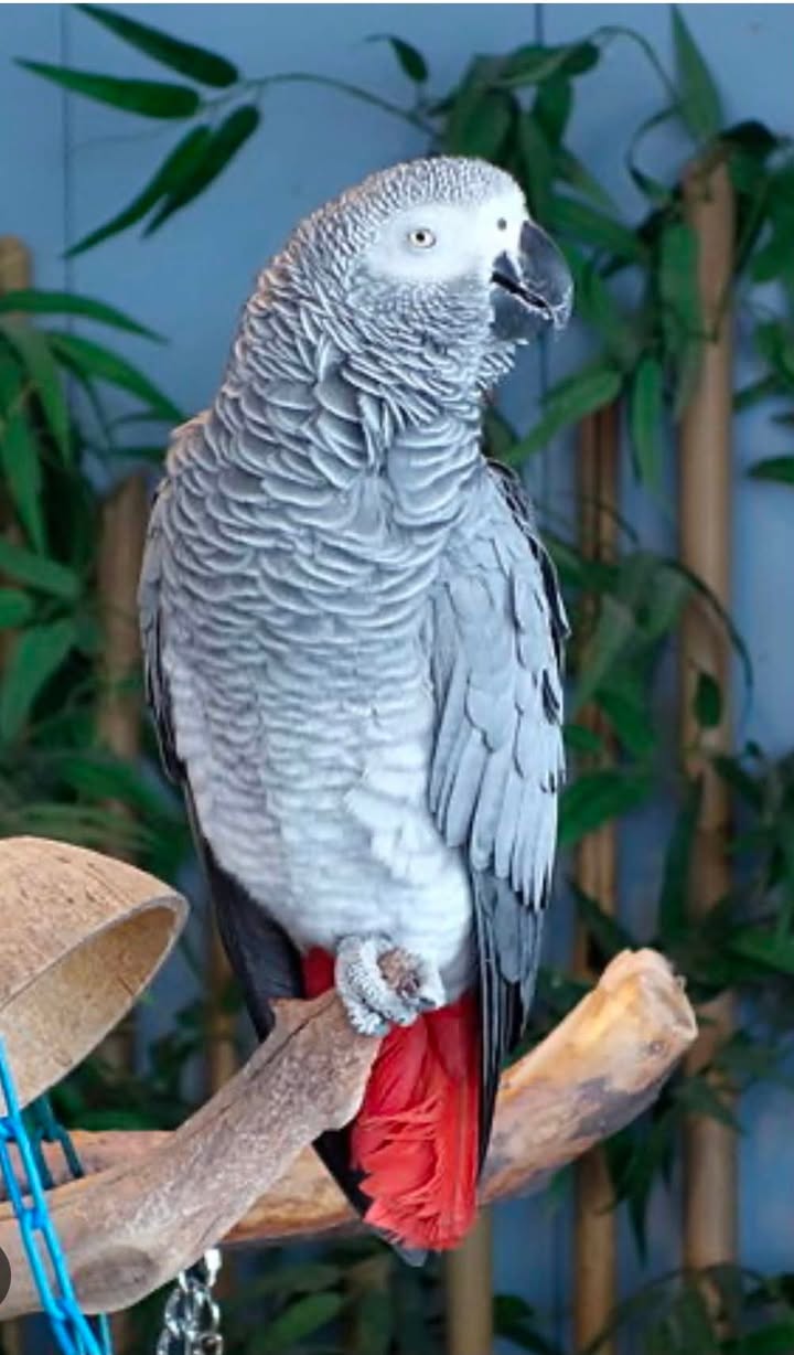 Lost Bird in Denmark