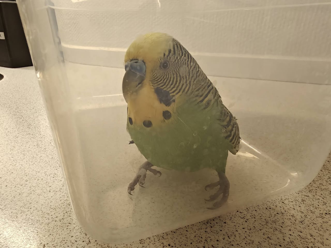 Found budgie