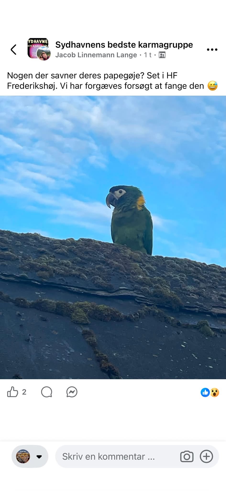 Found bird
