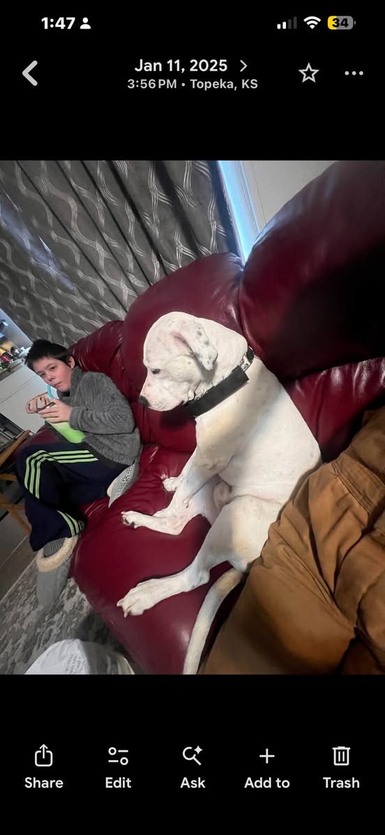 Lost Dog in Topeka
