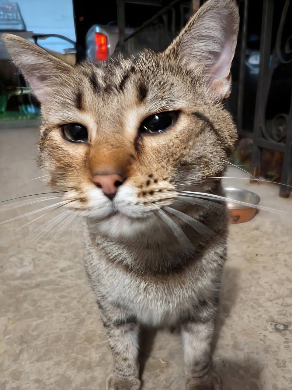 Found cat