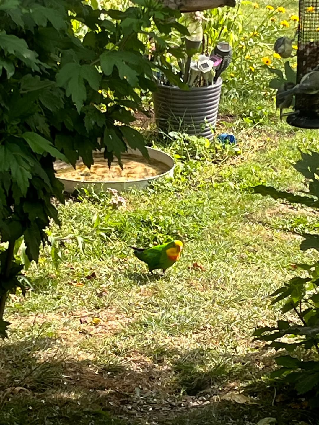Found bird