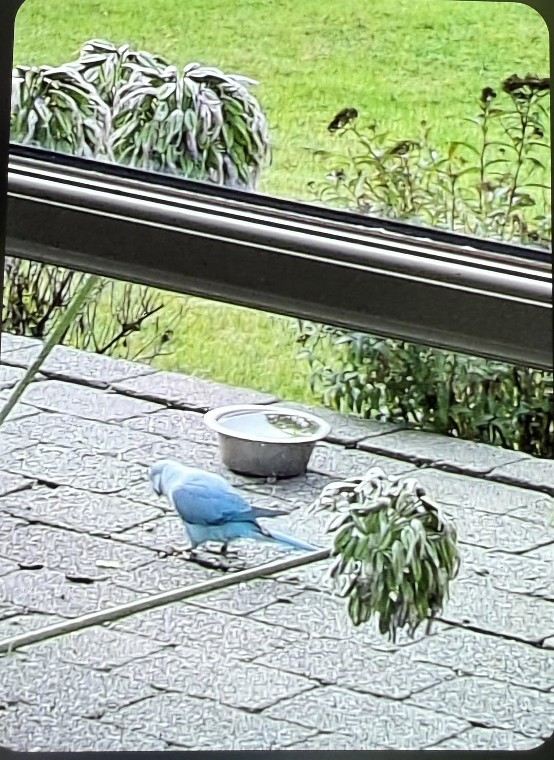 Found bird
